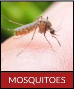 MOSQUITOES