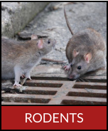 RODENTS